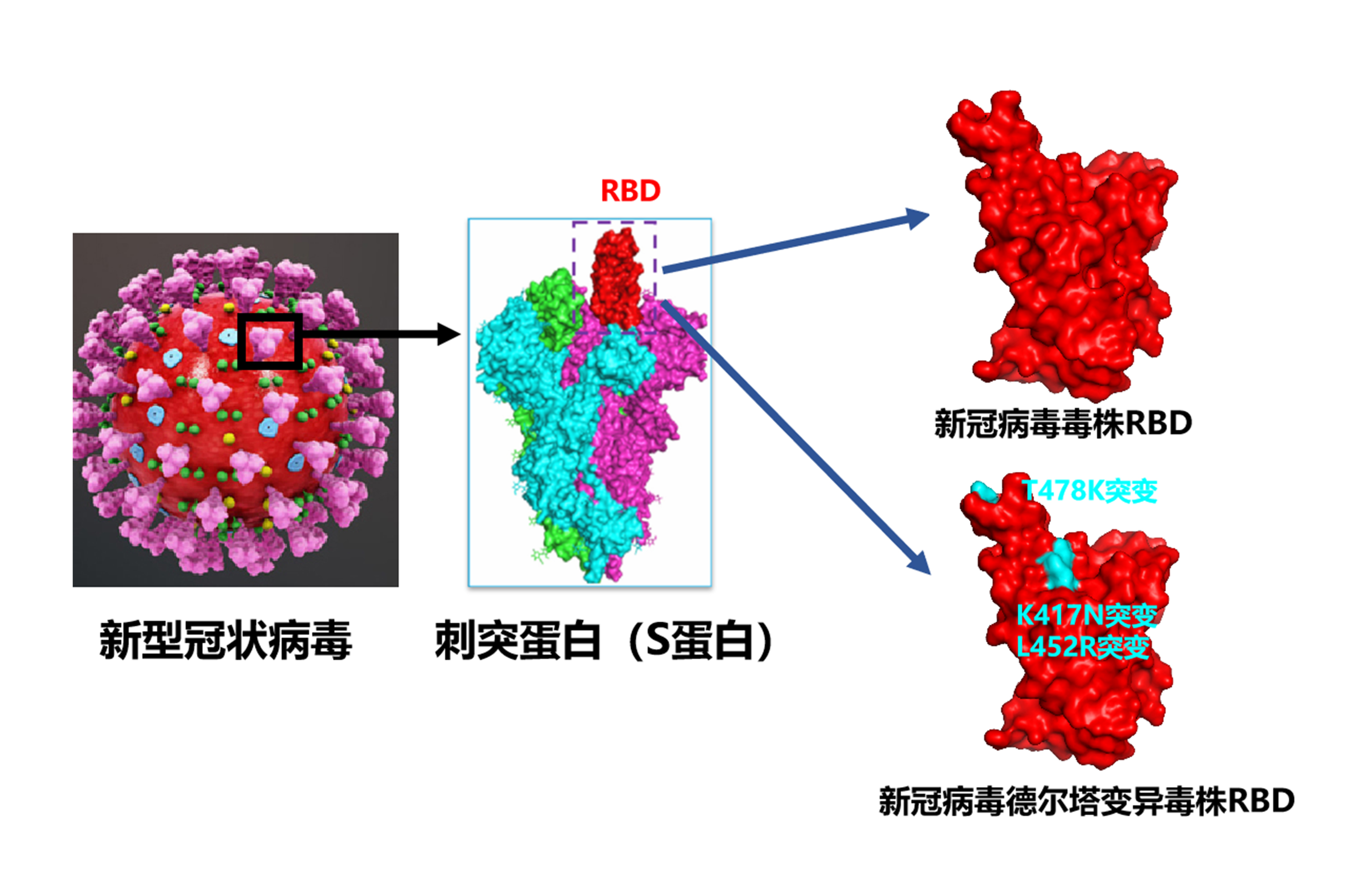 对Delta变异株有效消杀率高达99.7%：河北工大为战胜新冠奉献“工大智慧”